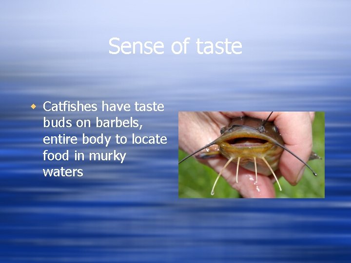 Sense of taste w Catfishes have taste buds on barbels, entire body to locate