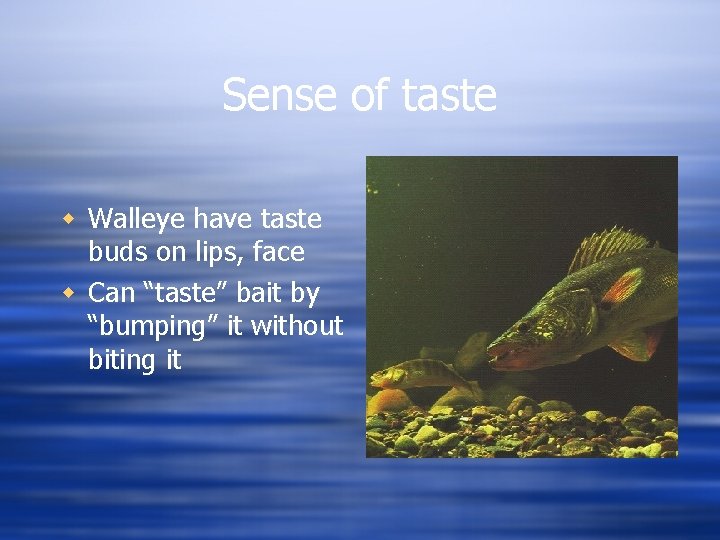 Sense of taste w Walleye have taste buds on lips, face w Can “taste”