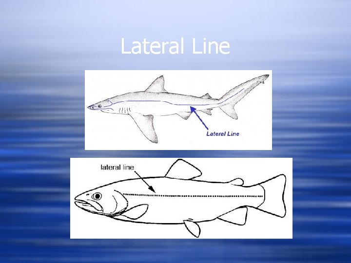 Lateral Line 