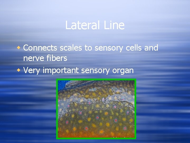 Lateral Line w Connects scales to sensory cells and nerve fibers w Very important