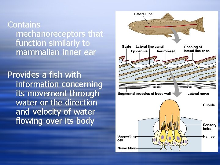 Contains mechanoreceptors that function similarly to mammalian inner ear Provides a fish with information