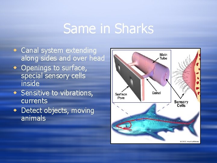 Same in Sharks w Canal system extending along sides and over head w Openings