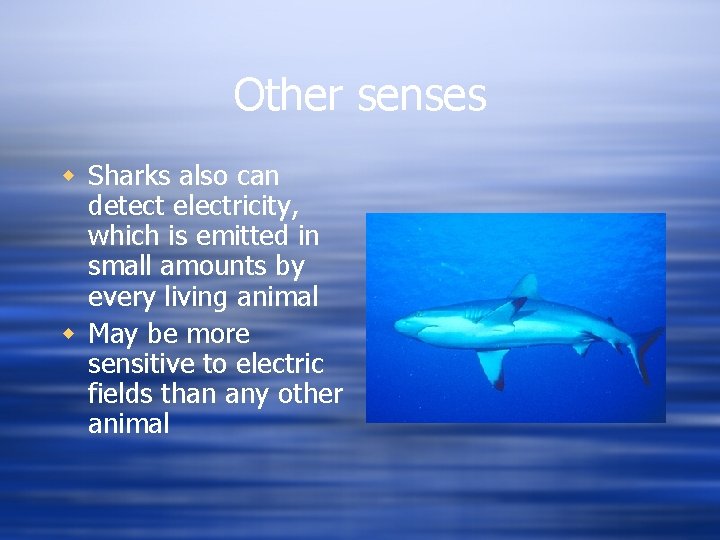 Other senses w Sharks also can detect electricity, which is emitted in small amounts