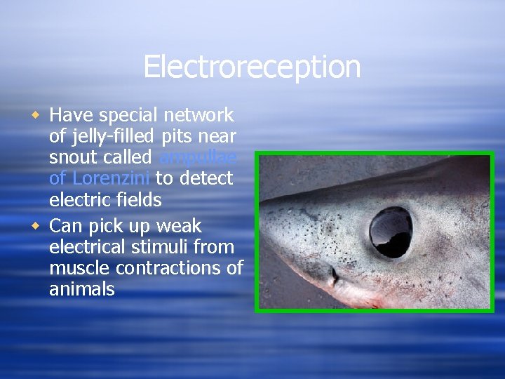 Electroreception w Have special network of jelly-filled pits near snout called ampullae of Lorenzini