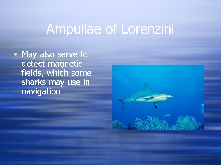 Ampullae of Lorenzini w May also serve to detect magnetic fields, which some sharks