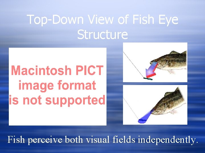 Top-Down View of Fish Eye Structure Fish perceive both visual fields independently. 