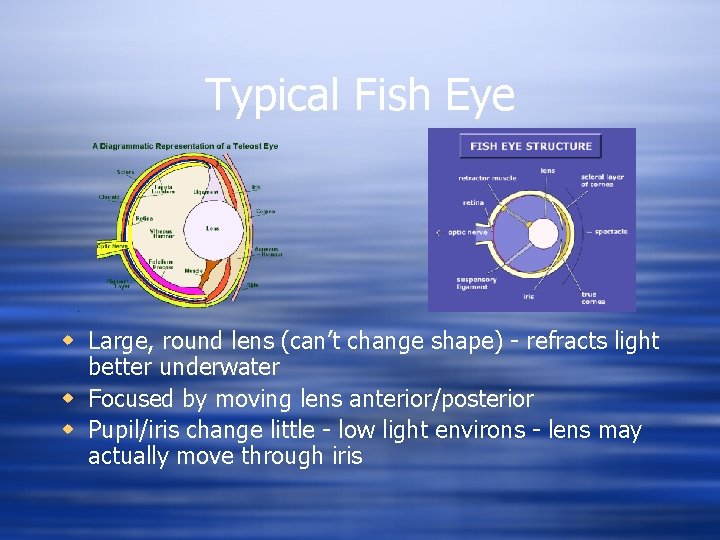 Typical Fish Eye w Large, round lens (can’t change shape) - refracts light better
