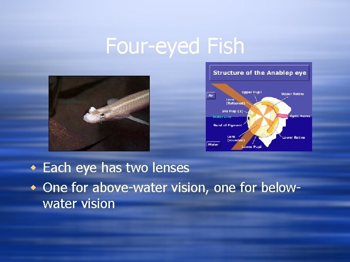 Four-eyed Fish w Each eye has two lenses w One for above-water vision, one