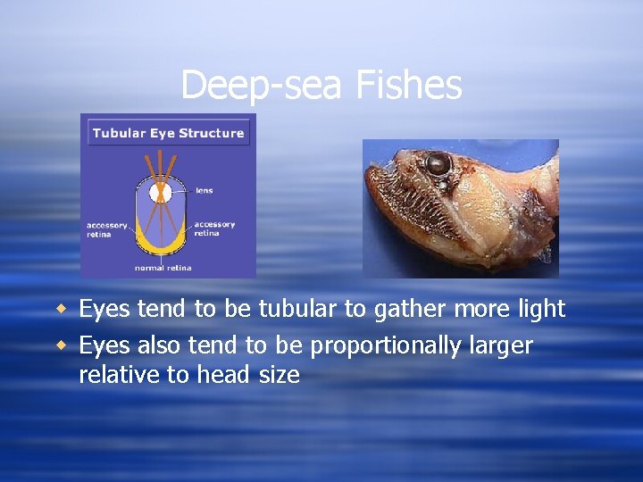 Deep-sea Fishes w Eyes tend to be tubular to gather more light w Eyes