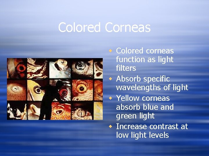 Colored Corneas w Colored corneas function as light filters w Absorb specific wavelengths of