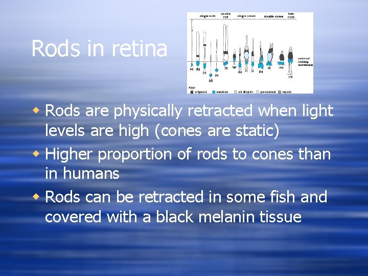 Rods in retina w Rods are physically retracted when light levels are high (cones
