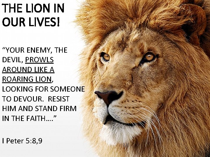 THE LION IN OUR LIVES! “YOUR ENEMY, THE DEVIL, PROWLS AROUND LIKE A ROARING