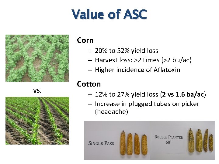 Value of ASC Corn – 20% to 52% yield loss – Harvest loss: >2 Value of ASC Corn – 20% to 52% yield loss – Harvest loss: >2