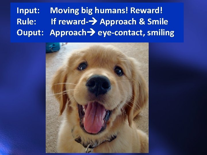 Input: Rule: Ouput: Moving big humans! Reward! If reward- Approach & Smile Approach eye-contact,
