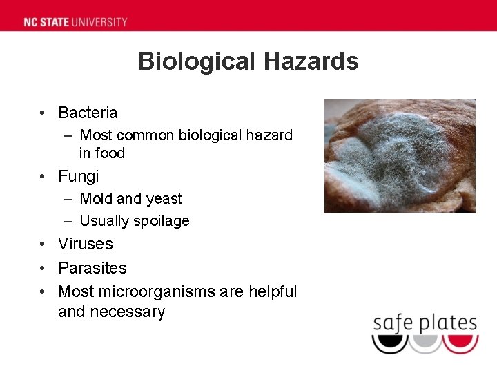 Biological Hazards • Bacteria – Most common biological hazard in food • Fungi –