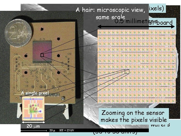 sensor (1 million A hair: Amicroscopic view, pixels) same scale 0. 5 on millimeters