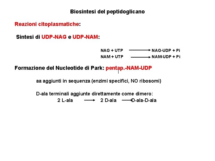 Biosintesi del peptidoglicano Reazioni citoplasmatiche: Sintesi di UDP-NAG e UDP-NAM: NAG + UTP NAG-UDP