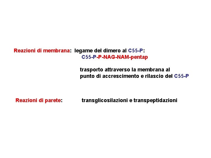 Reazioni di membrana: legame del dimero al C 55 -P: C 55 -P-P-NAG-NAM-pentap trasporto