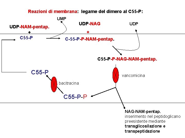 Reazioni di membrana: legame del dimero al C 55 -P: UMP UDP-NAM-pentap. + C