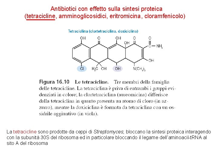 Antibiotici con effetto sulla sintesi proteica (tetracicline, amminoglicosidici, eritromicina, cloramfenicolo) La tetracicline sono prodotte