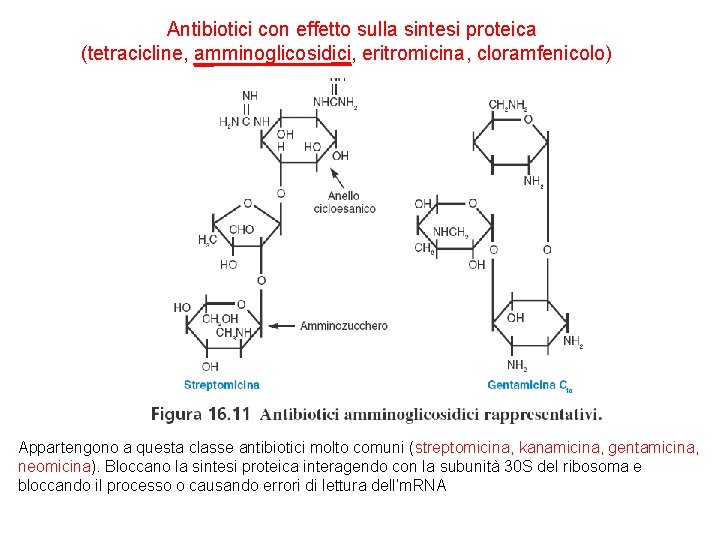 Antibiotici con effetto sulla sintesi proteica (tetracicline, amminoglicosidici, eritromicina, cloramfenicolo) Appartengono a questa classe