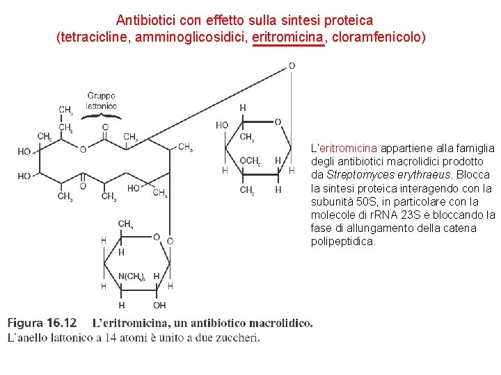 Antibiotici con effetto sulla sintesi proteica (tetracicline, amminoglicosidici, eritromicina, cloramfenicolo) L’eritromicina appartiene alla famiglia