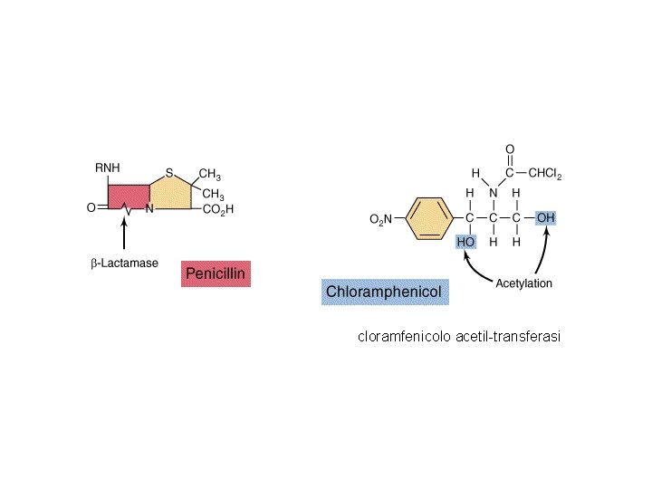 cloramfenicolo acetil-transferasi 