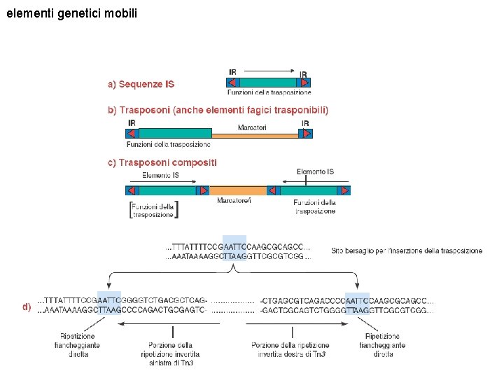 elementi genetici mobili 