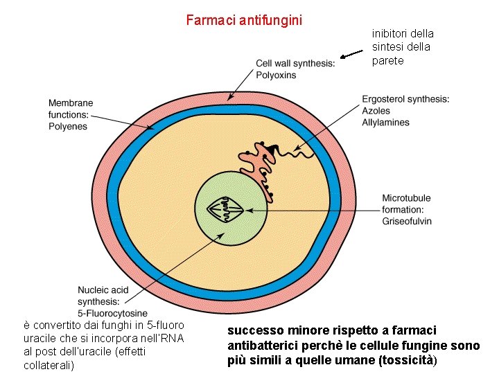 Farmaci antifungini è convertito dai funghi in 5 -fluoro uracile che si incorpora nell’RNA