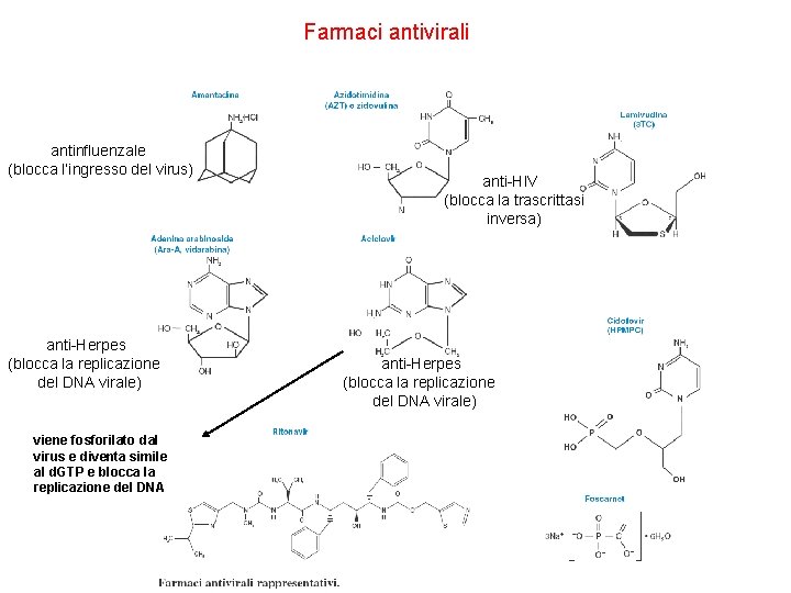 Farmaci antivirali antinfluenzale (blocca l’ingresso del virus) anti-Herpes (blocca la replicazione del DNA virale)