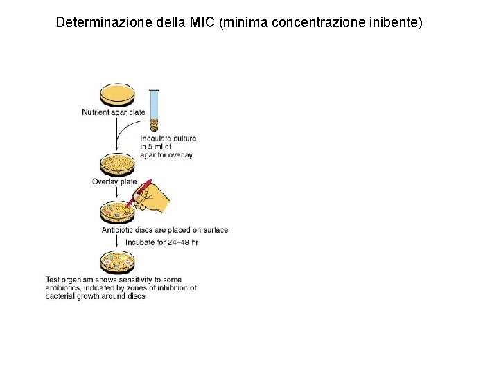 Determinazione della MIC (minima concentrazione inibente) 