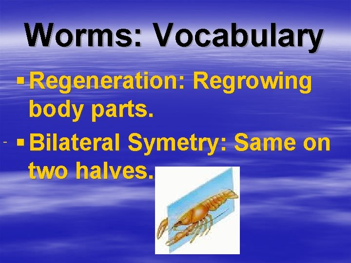 Worms: Vocabulary § Regeneration: Regrowing body parts. § Bilateral Symetry: Same on two halves.