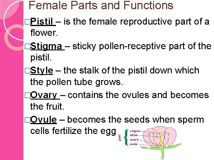 Parts And Functions Of A Flower Male Parts