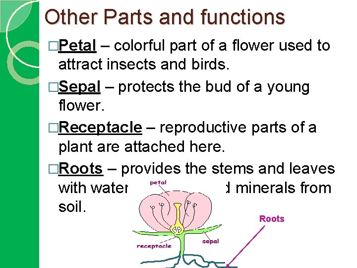 Other Parts and functions �Petal – colorful part of a flower used to attract