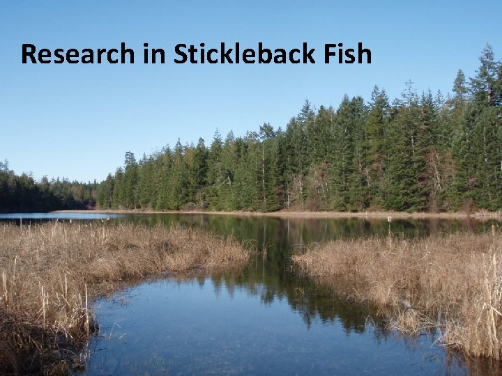 Research in Stickleback Fish 