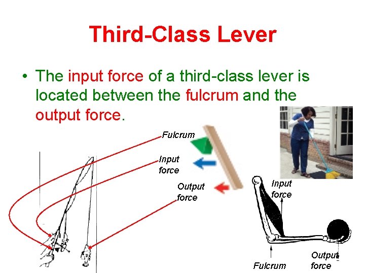 Third-Class Lever • The input force of a third-class lever is located between the Third-Class Lever • The input force of a third-class lever is located between the