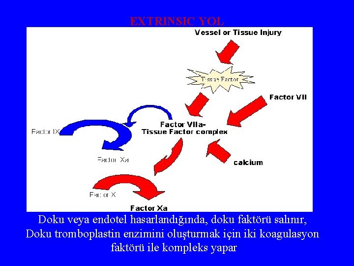 EXTRINSIC YOL Doku veya endotel hasarlandığında, doku faktörü salınır, Doku tromboplastin enzimini oluşturmak için