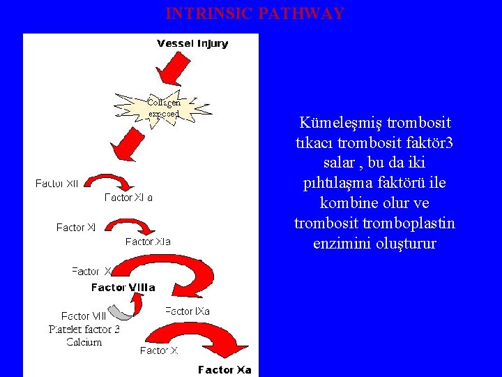 INTRINSIC PATHWAY Kümeleşmiş trombosit tıkacı trombosit faktör 3 salar , bu da iki pıhtılaşma