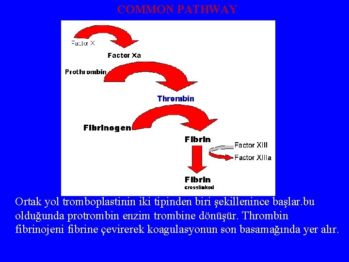 COMMON PATHWAY Ortak yol tromboplastinin iki tipinden biri şekillenince başlar. bu olduğunda protrombin enzim