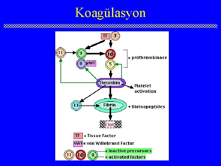 Koagülasyon 