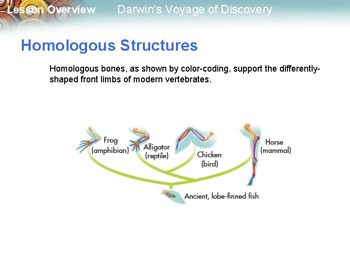 Lesson Overview Darwin’s Voyage of Discovery Homologous Structures Homologous bones, as shown by color-coding,