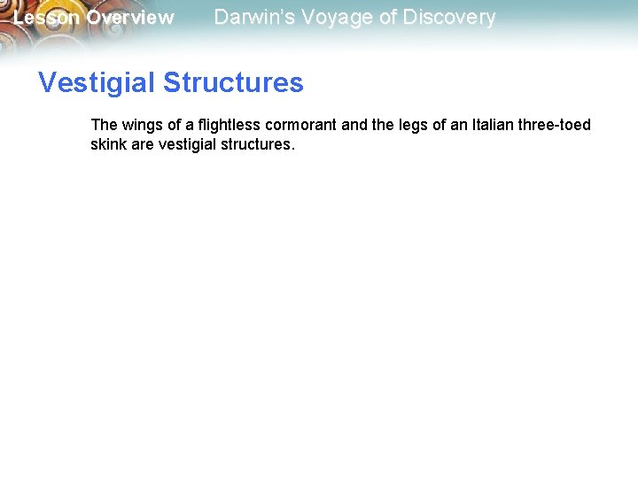 Lesson Overview Darwin’s Voyage of Discovery Vestigial Structures The wings of a flightless cormorant
