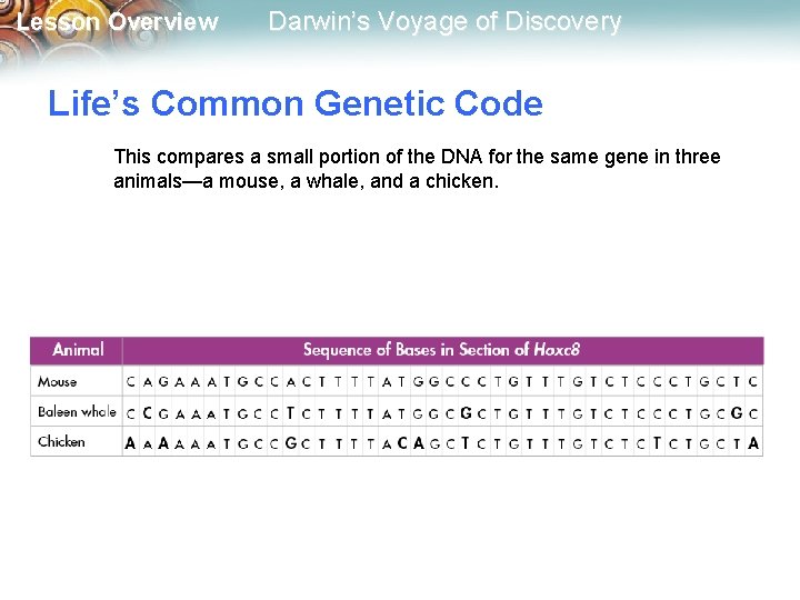 Lesson Overview Darwin’s Voyage of Discovery Life’s Common Genetic Code This compares a small