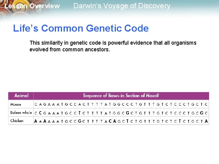 Lesson Overview Darwin’s Voyage of Discovery Life’s Common Genetic Code This similarity in genetic