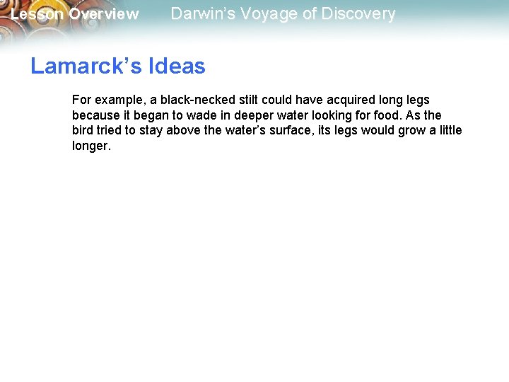 Lesson Overview Darwin’s Voyage of Discovery Lamarck’s Ideas For example, a black-necked stilt could