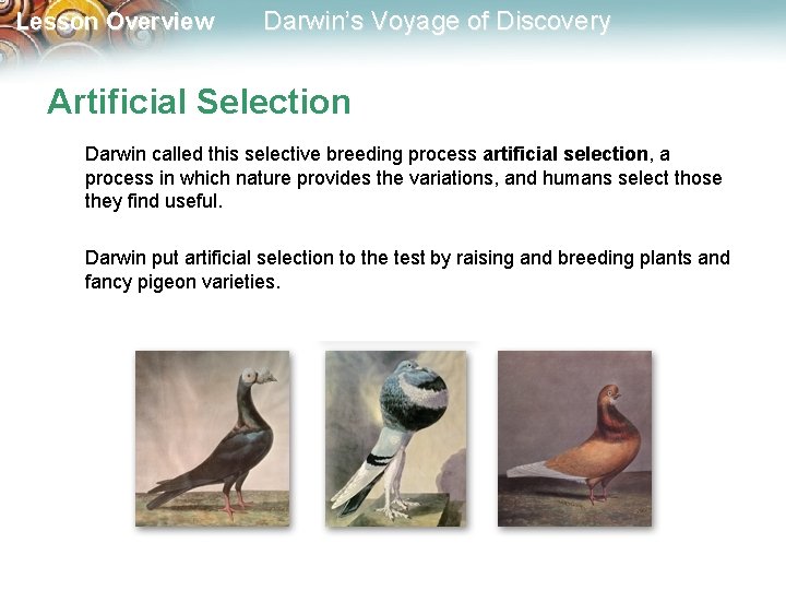 Lesson Overview Darwin’s Voyage of Discovery Artificial Selection Darwin called this selective breeding process