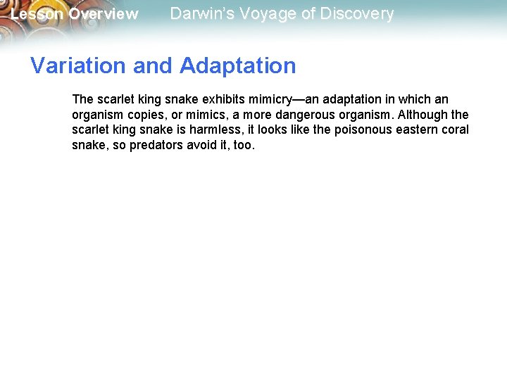 Lesson Overview Darwin’s Voyage of Discovery Variation and Adaptation The scarlet king snake exhibits