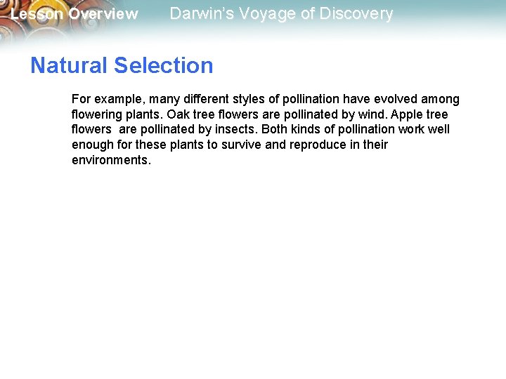 Lesson Overview Darwin’s Voyage of Discovery Natural Selection For example, many different styles of