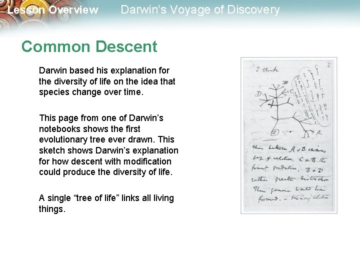 Lesson Overview Darwin’s Voyage of Discovery Common Descent Darwin based his explanation for the