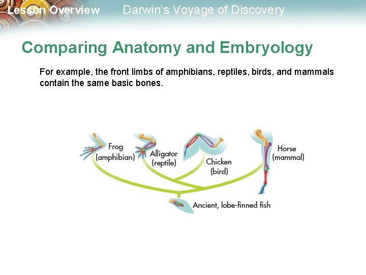Lesson Overview Darwin’s Voyage of Discovery Comparing Anatomy and Embryology For example, the front
